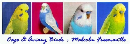 A picture for Aviary-Birds-Salisbury-Bird-Keepers-Association