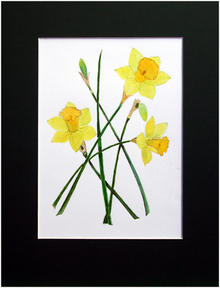 Click for a larger image of Daffodills