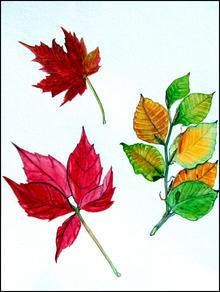 Click for a larger image of Autumn Leaves