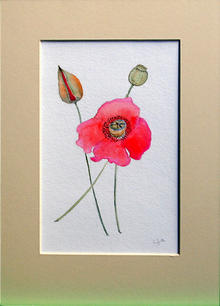 Click for a larger image of Pink Poppy