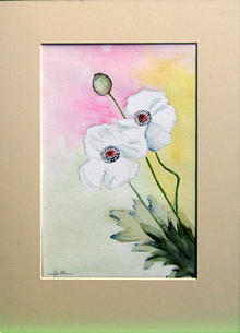Click for a larger image of White Poppy