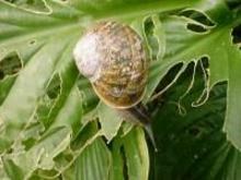 Slugs and Snails image