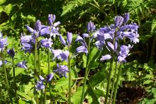 Image 1 for Bluebells and Bird Boxes