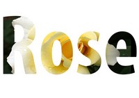 Click for a larger image of Rose