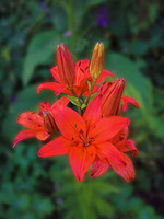 Click for a larger image of Red and Green