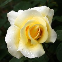 Click for a larger image of Last Rose of Summer
