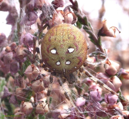 A picture for Spiders-in-Wiltshire