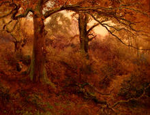 Click for a larger image of Autumnal Woodland