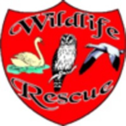 A picture for Wildlife-Rescue-Sailsbury